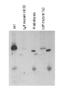 Cyt f | Cytochrome f protein (PetA) of thylakoid Cyt b6/f-complex (algal) in the group Antibodies Plant/Algal / Photosynthesis / Electron transfer at Agrisera AB (Antibodies for research) (AS06 119)